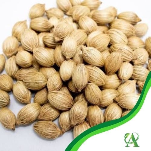 Produto semente-de-palmeira-veitchia