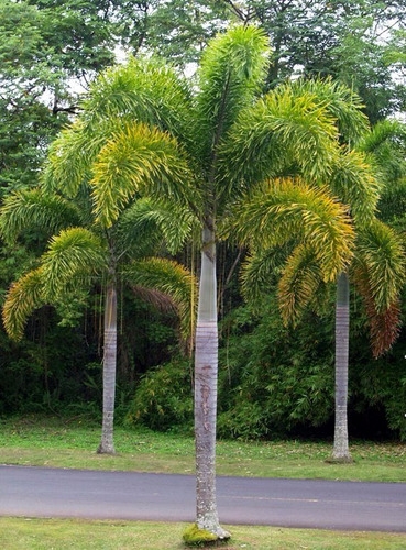 Produto muda-de-palmeira-rabo-de-raposa