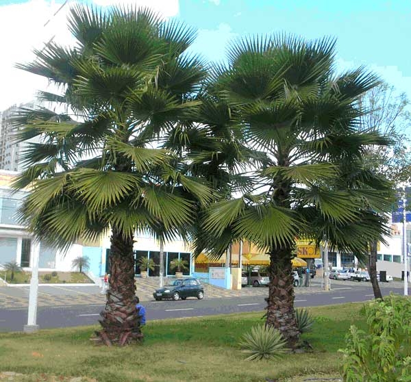 Produto semente-da-palmeira-washingtonia-robusta