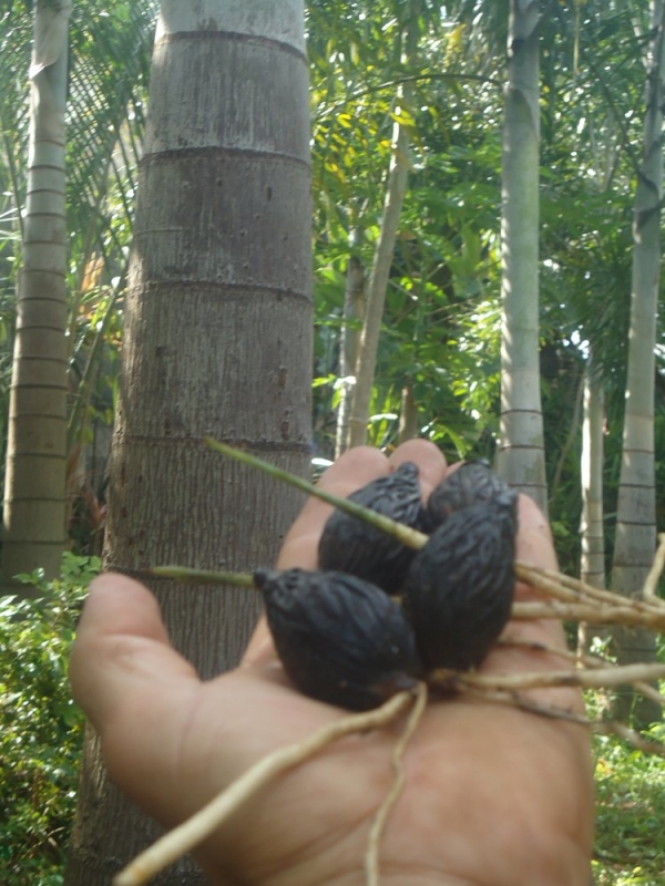 Produto semente-germinada-de-palmeira-rabo-de-raposa