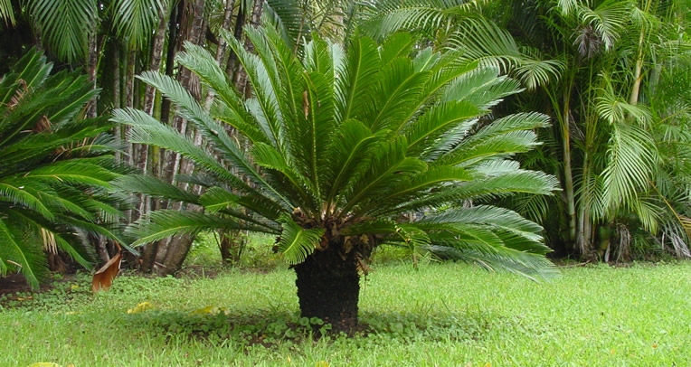 Produto semente-de-cica-revolta--palmeira