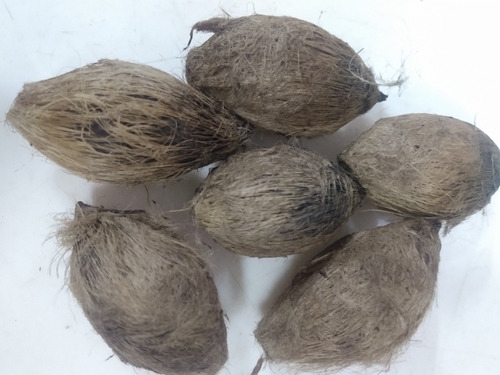 Produto semente-de-palmeira-guariroba