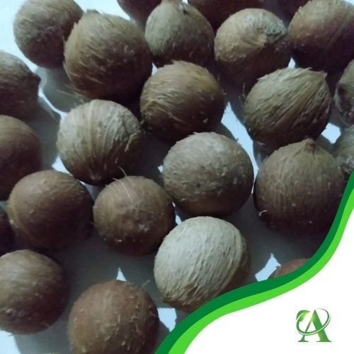 Produto semente-de-palmeira-triangulo