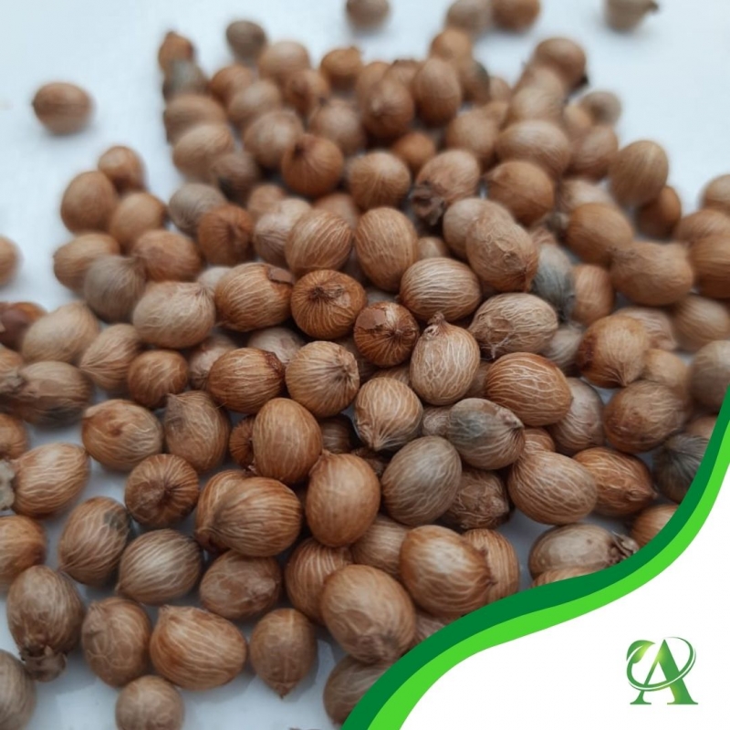 Produto semente-palmeira-imperial