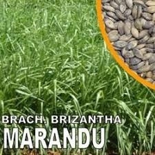 Produto sementes-de-capim-marandu