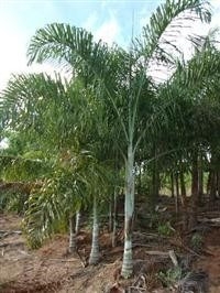 Produto semente-de-palmeira-areca-de-locuba