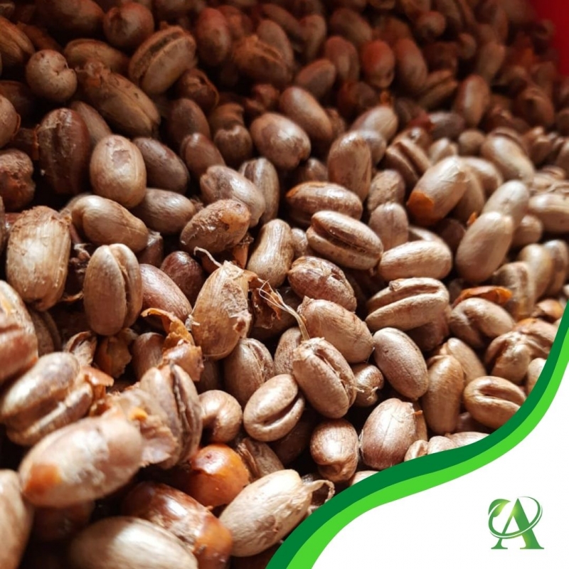 Produto semente-de-palmeira-tamareira-canariensis