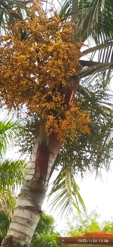 Produto muda-da-palmeira-pescoco-marrom