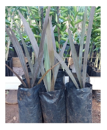 Produto muda-de-palmeira-azul-bismarckia