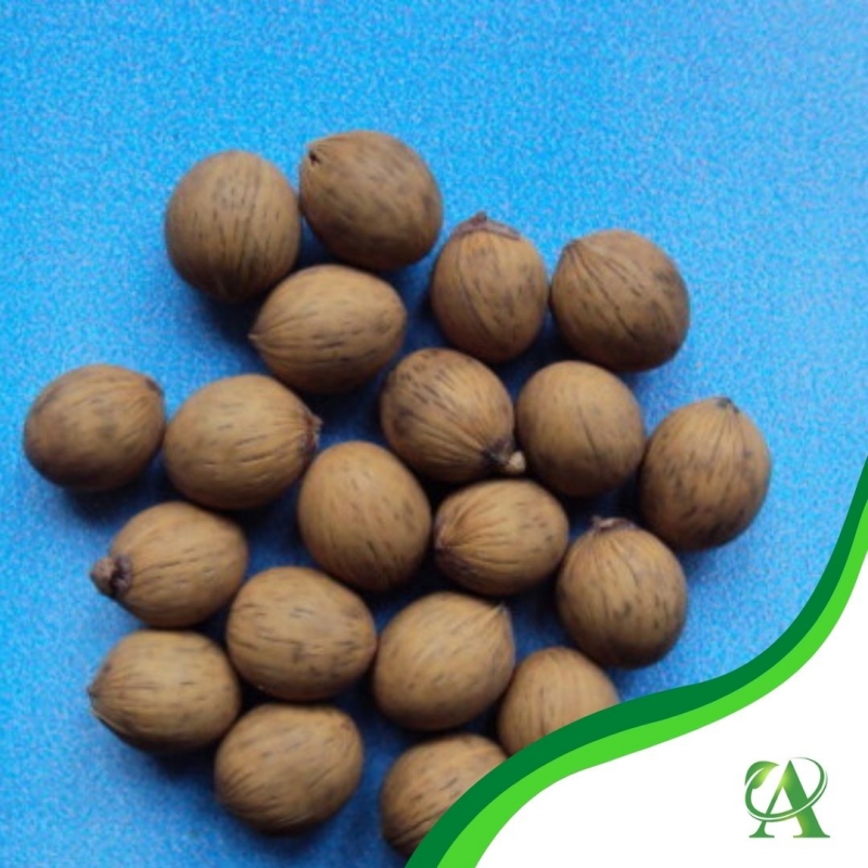 Produto semente-de-palmeira-pescoco-marrom