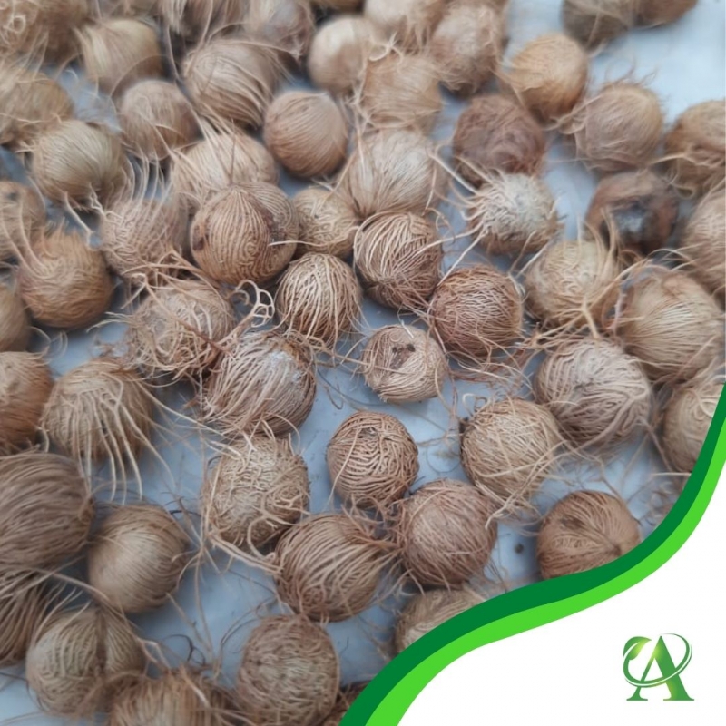 Produto semente-de-palmeira-acai-